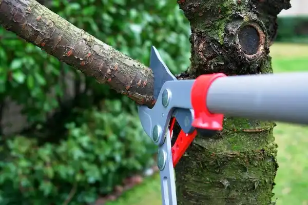 tree services Burke Centre